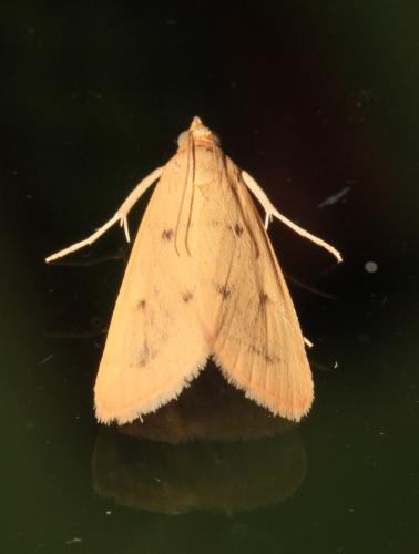 Achyra nudalis